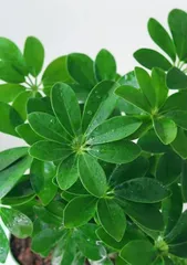 Create a steady stream of wealth, master the cultivation methods and key care points for