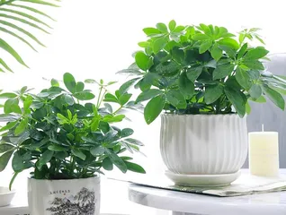 Create a steady stream of wealth, master the cultivation methods and key care points for