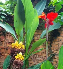 Tips for Overwintering Pineapples (Will Pineapples Freeze in Winter? How to Prevent Pineapples from Freezing?) 2