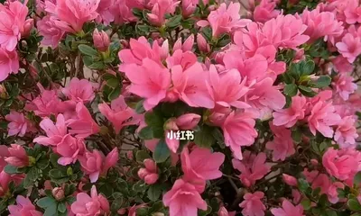 杜鹃小桃红的花期及开花次数(一年开几次花,如何正确养护)3