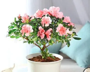 A Complete Guide to Indoor Azalea Care (Azaleas Can Bloom Spring at Home / Everything You Need to Know About Indoor Azaleas) 3