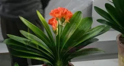Caring for Clivia Miniata in Summer