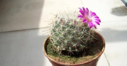 The Dormancy Period and Methods of Cacti (Exploring How to Manage the Dormancy Phase of Cacti)