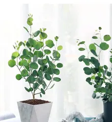 The Best Choice for Flower Newbies (How Beginners Can Choose Suitable Flower Species)
