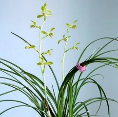 Watering methods and precautions for orchids (master the correct frequency and methods of watering to make the orchids grow vigorously)