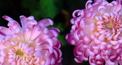 Full Guide to Chrysanthemum Cultivation in the North (Detailed Explanation of Chrysanthemum Cultivation Time, Location, Fertilizer, Irrigation, Management, Propagation, Prevention and Control, Harvesting)