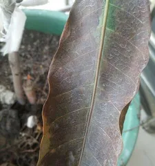 What should be done if the leaves of fruit trees are withered? What are the cultivation techniques for fruit trees?