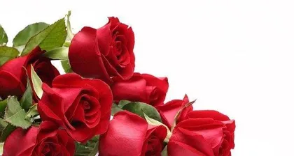 The meaning of a deep red rose (exploring the connotations and symbolism represented by a deep red rose)