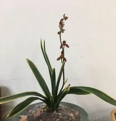 The blooming cycle of Mo兰花 (Exploring the blooming cycle of Mo orchids and key factors)