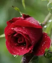 The Flower of Eternal Love (Exploring Flowers That Represent Eternal Love and Their Meanings)