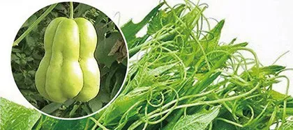 The High Sugar Content of Chayote Revealed (Is Chayote Really High in Sugar? Detailed Information You Need to Know)