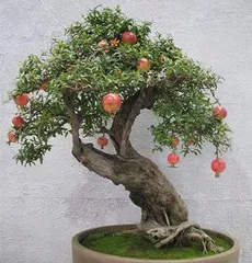 The Art of Caring for Potted Pomegranates (From Selection to Maintenance, Let Your Pomegranate Tree Thrive)