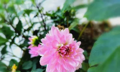 The Flower of Freedom (Freedom, Hope, Equality, Courage, Faith, Love – Interpreting the Flowers Representing Freedom)