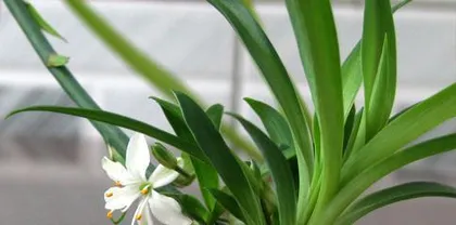 The blooming frequency of Chlorophytum comosum (Exploring how many times Chlorophytum comosum blooms in a year and related knowledge)