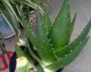 The time and method of Aloe vera cuttings (key techniques for successful cuttings)