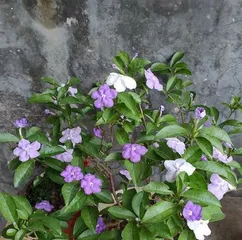 Double Jasmine Pruning Guide (Timing, Methods, Precautions All In One)