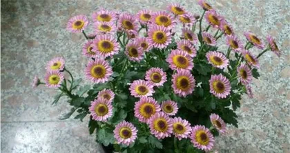 Chrysanthemum Flowering Season Management Methods and Key Points (How to Make Chrysanthemums Bloom Longer? - Sharing of Flowering Season Management Strategies)