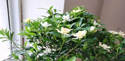 Cultivation and Precautions of Gardenia (Detailed Explanation of Breeding, Environmental Requirements, Fertilization, and Pest and Disease Control)