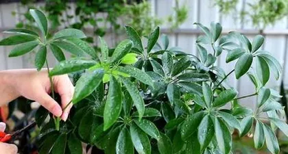 Growing Environment of Persica and Sun Protection Measures (Why Persica fears the sun? How to avoid its damage?)