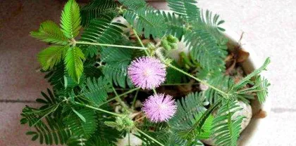 Does the scent of Mimosa really exist? (Unveiling the aromatic mystery of the Mimosa, taking you to understand this wonderful plant)
