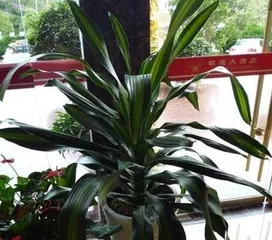 The Feng Shui of Brazilian Beauties (Detailed Explanation of Placement and Symbolism to Help Improve Your Home's Luck)