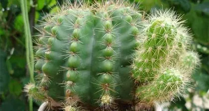 Cactus Flowering Time and Methods (The Secret to Creating a Beautiful Garden)