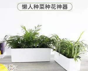M槽盆 Flower Care Guide (Flower Varieties Suitable for Planting in M槽盆 and Precautions)