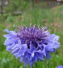 Unveiling the Cornflower – Austria's National Flower (Explore Austria and Experience the Beauty of the Cornflower)