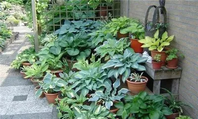 Family Farming: Flowers Suitable for Planting and Precautions