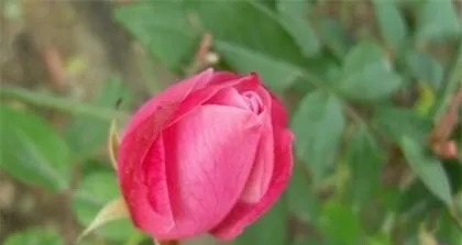 How long does a rose bloom? (Understanding the blooming period of roses helps appreciate them better.)