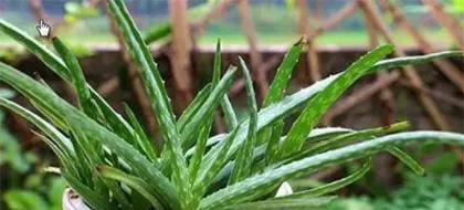 The growth environment and conditions of Aloe vera (Exploring the geographical distribution and ecological environment of Aloe vera)