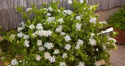 Tolerance to high temperature and cold woody flowers (exploring flower varieties adapted to harsh environments)