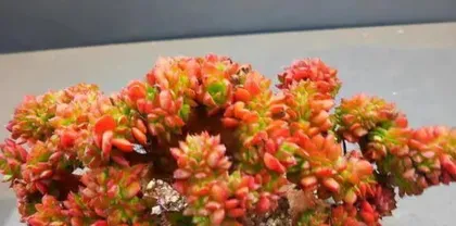 The treatment method for etiolated Echeveria (How to properly handle the etiolation of Echeveria)
