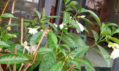 Is Erythrina suitably grown indoors? (Understanding the toxicity and cultivation techniques of Erythrina)