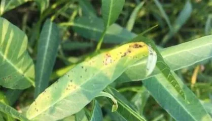 Ipomoea Leafhopper Pest and Disease Control Technology (Common Pest and Disease Prevention)