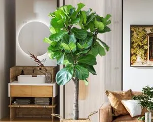 What plants are suitable for the living room of a person born in the Year of the Rooster? What do they represent in terms of meaning?