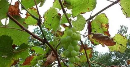 The Feng Shui of Growing Grapes at Home (Exploring the Mysterious Power and taboos of Family-Grown Grapes)