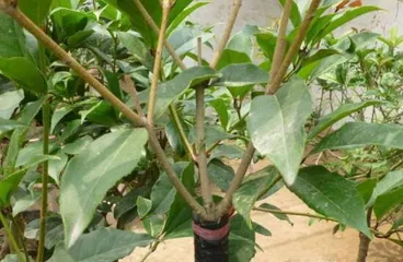 How to Choose the Best Time to Plant and Transplant Osmanthus Trees (Key Seasons and Important Considerations for Osmanthus Growth)
