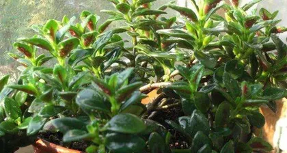 How to care for a goldfish plant? How does the goldfish plant like light?