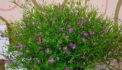 The handling method after the starflower blooms (How to get rid of the troubles after the starflower blooms?)