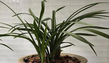 Can Enzymes Water Orchids? (Exploring the Role and Usage of Enzymes in Orchid Care)