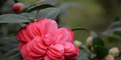 Camellia Variety Rankings, These Camellia Varieties Are Most Popular (Learn About These Camellia Varieties to Make Your Garden More Beautiful)