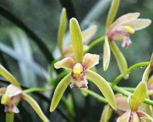 Exploring the blooming period of Cymbidium orchids (What is the blooming season of Cymbidium orchids all year round?)