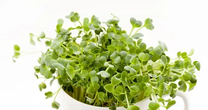 Can carrots be eaten when they sprout? What are the benefits of sprouted carrots?