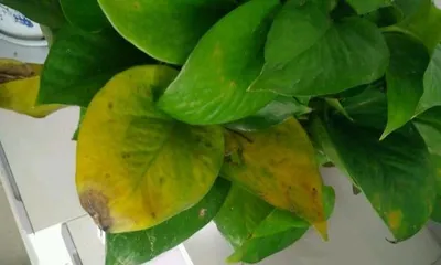 What to do with yellow leaves of Devil's Ivy? — 15 effective solutions (Master these methods to bring your Devil's Ivy back to life)