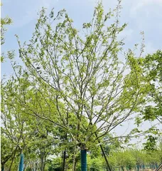 The main tree species suitable for planting in Xuzhou (promoting the cultivation of preferred species to build a beautiful Xuzhou)