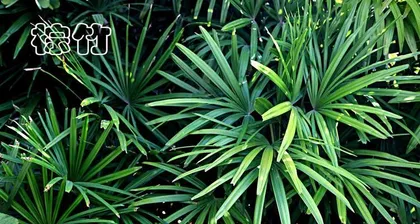 Explore the World of Tropical Plants (Colorful and Diverse Tropical Plants and Their Ecological Characteristics)