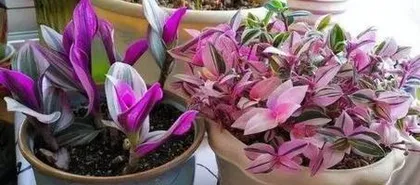 How to care for a Pothos to make it more lush? (From watering to fertilizing, a comprehensive understanding of Pothos care techniques)