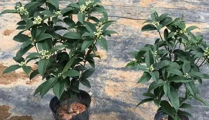 How should osmanthus be cultivated in sand? What are the precautions?
