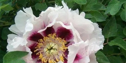How to grow peonies？（Time, Location, Soil, Fertilizer, Pest and Disease Control, Pruning, Transplanting, Propagation）